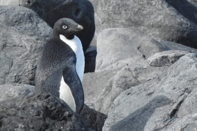 Пингвин по прозвищу Пинг 