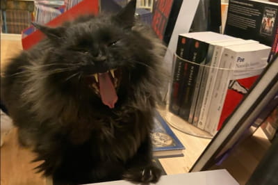 Котики у "Mon Chat Pitre" 