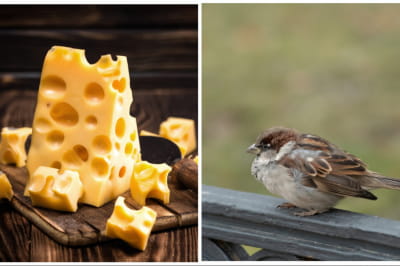 Сир і горобець