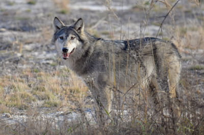 Волк на берегу Припяти 