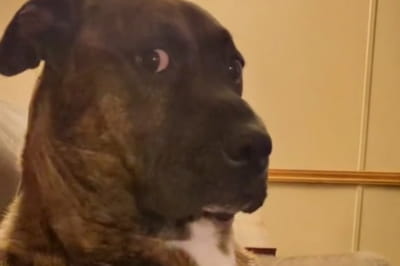 Здивований песик