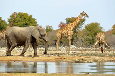 Слон і жирафи