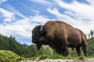 Бизон