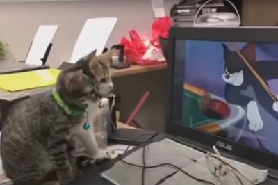 Кошенята та "Том і Джеррі" 