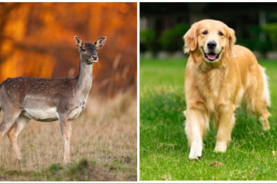 Лань і лабрадор