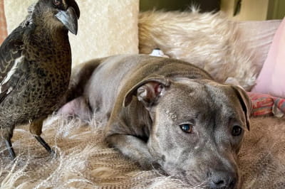 Пітбуль і сорока