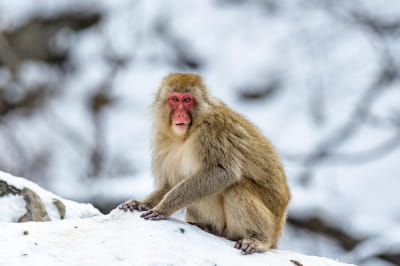 Японская макака