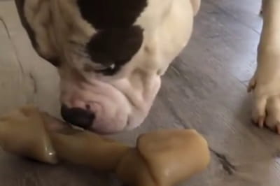 Іграшка та песик