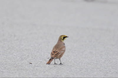 Рогатий жайворонок