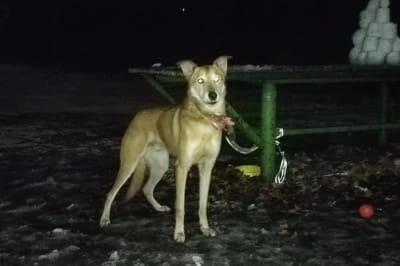 Покинутий Джек