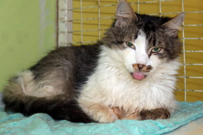 Котики-пенсионеры