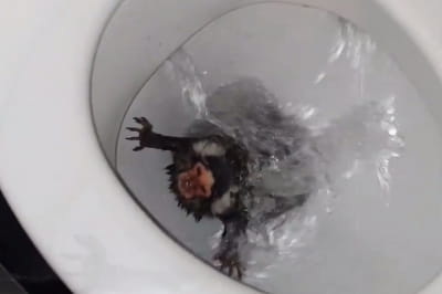 Мавпа Вікі Холланд