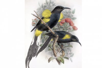 Мого гірський