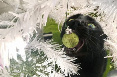 Ялинка та котик