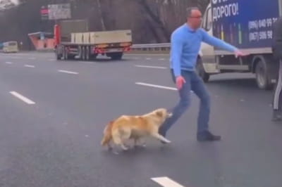 Мужчина и собаки под Киевом 