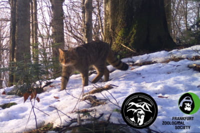 Лісовий кіт у Карпатах