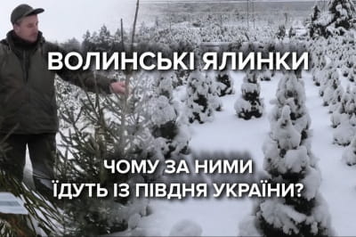 Елочки