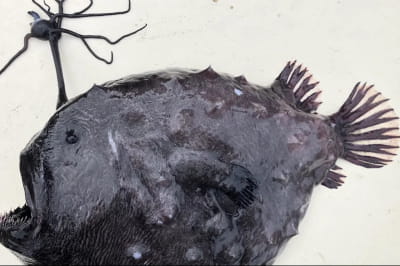 Футбольна риба