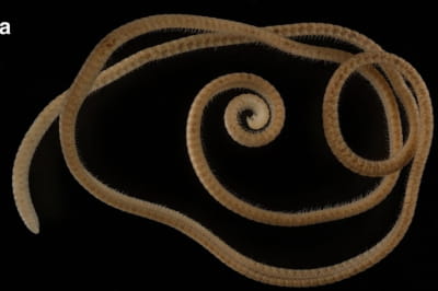 В Австралії помітили новий вид багатоніжок