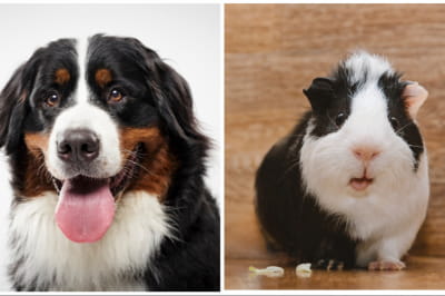 Бернський зенненхунд і морська свинка