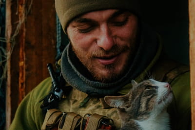 Котики і "Ведмеді"