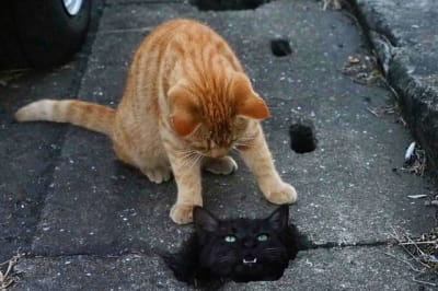 Японские котики