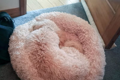 Мастера маскировки