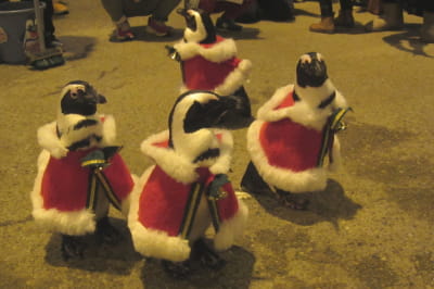 Пінгвіни в японському зоопарку Мацуе Фогель 