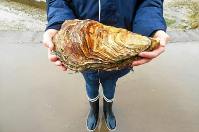 Гігантська устриця