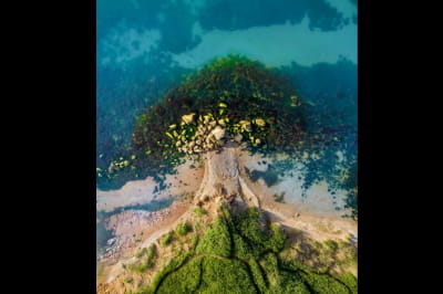 Абсолютний переможець "Дерево життя" (Хохоля Олександр)