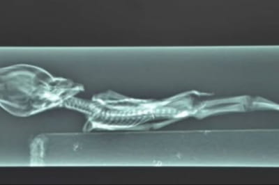 15-сантиметровый мумифицированный скелет