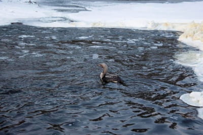 Гагара полярна