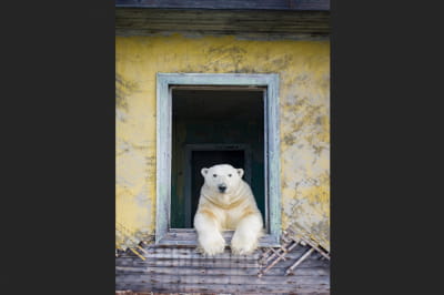 Белый медведь 