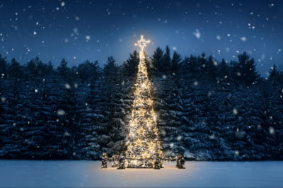 Елка в лесу