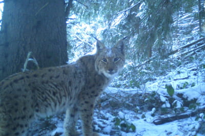 Знімки фотопасток 