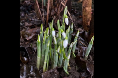 Проліски серед зими