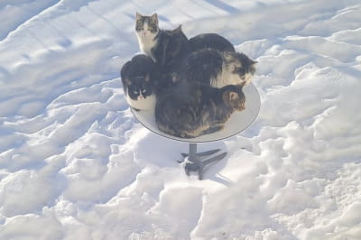 Коти на супутниковій тарілці Starlink 