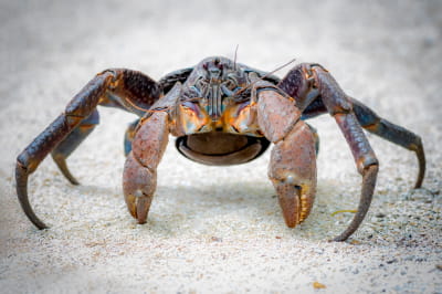 Кокосовый краб или пальмовый вор