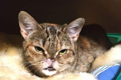 Кішка на прізвисько Шер 