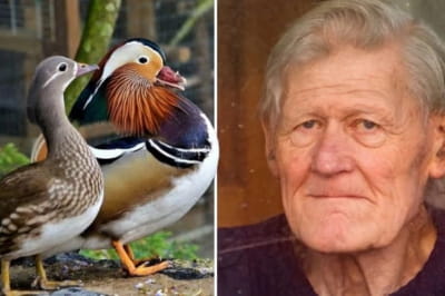 Алан Гослінг і його качки