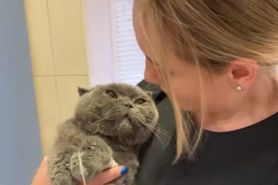 Котик Броша 