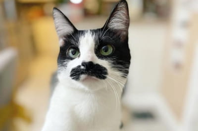 Мостаччолі