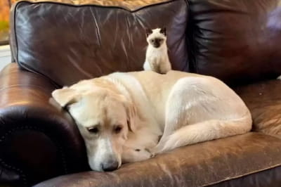 История котенка Бетти