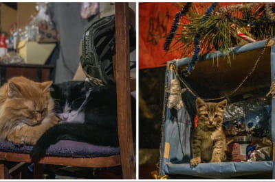 Котики із зони АТО