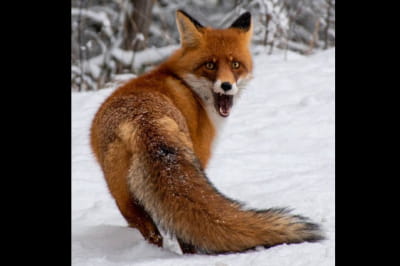 Животные в Чернобыльском заповеднике