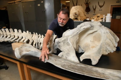 В США супруги хранили у себя в гараже кости кита, который вымер 300 лет назад