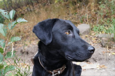 Лабрадор, собака