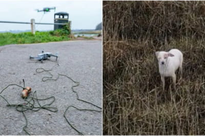 Порятунок песика