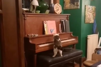 Кіт грає на піаніно 