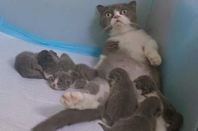 Тварини та їх дітки 